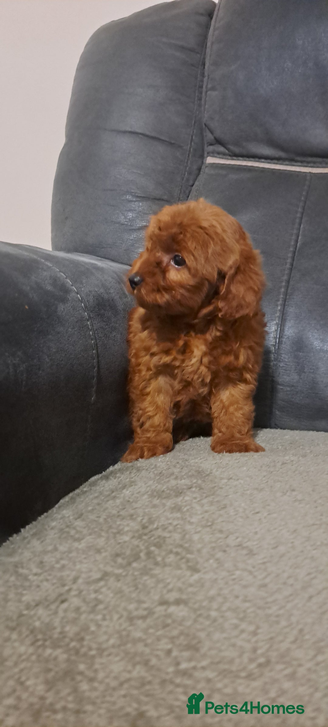 Toy Poodle dogs for sale: Toy poodle - Advert 8