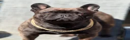 French Bulldog dogs for sale: 3 year old french bulldog male - Advert 5