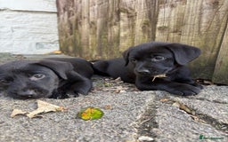 Labrador Retriever dogs for sale: ⭐️READY TO GO NEXT WEEK⭐️KC Reg Labrador Puppies  - Image 9