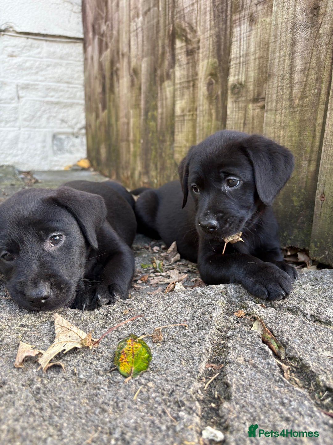 Labrador Retriever dogs for sale: ⭐️READY TO GO NEXT WEEK⭐️KC Reg Labrador Puppies  - Image 9
