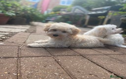 Maltipoo dogs for sale: RESERVED  Absolutely Stunning  Maltipoo GIRL - Image 19