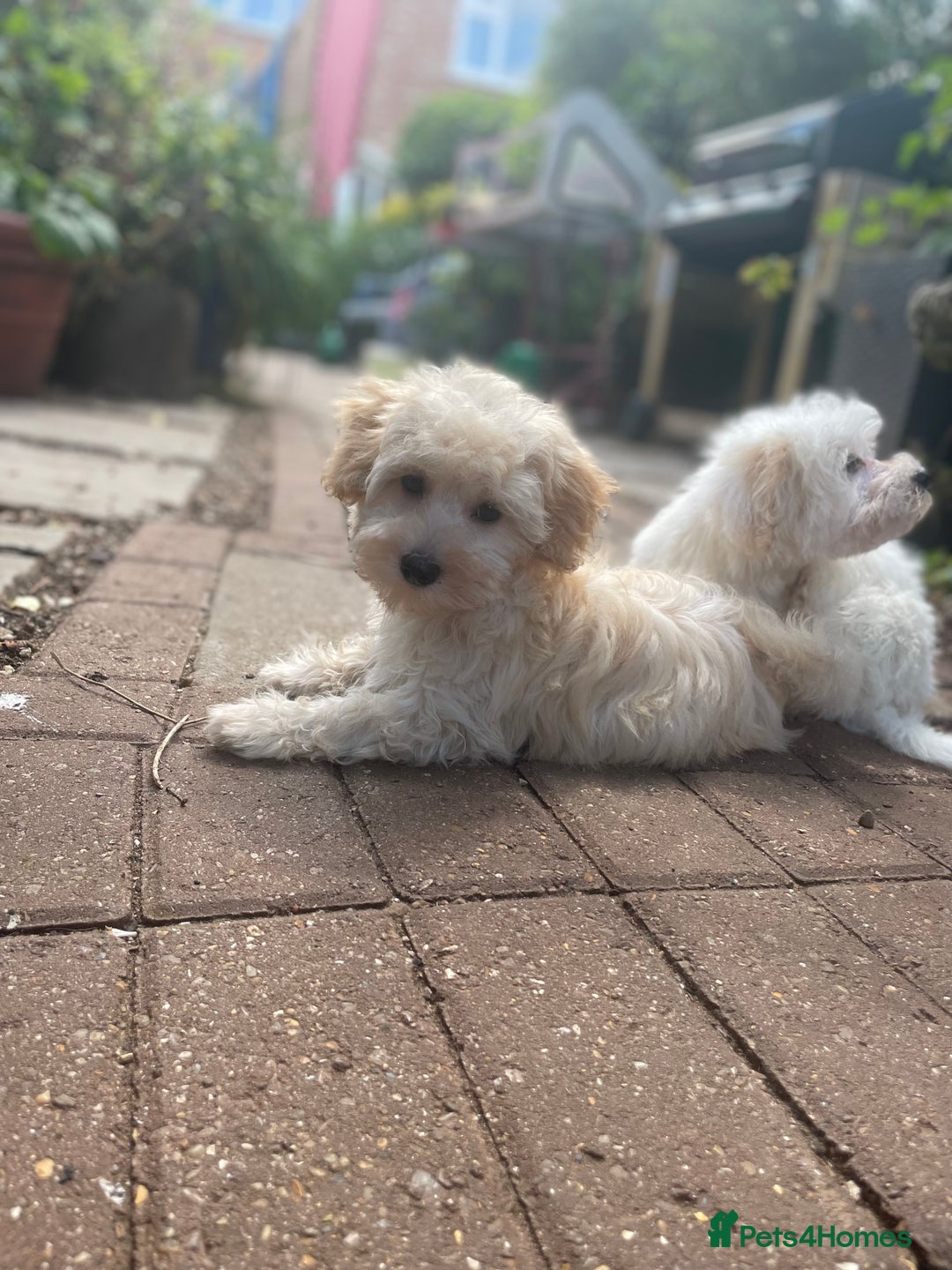 Maltipoo dogs for sale: RESERVED  Absolutely Stunning  Maltipoo GIRL - Image 19