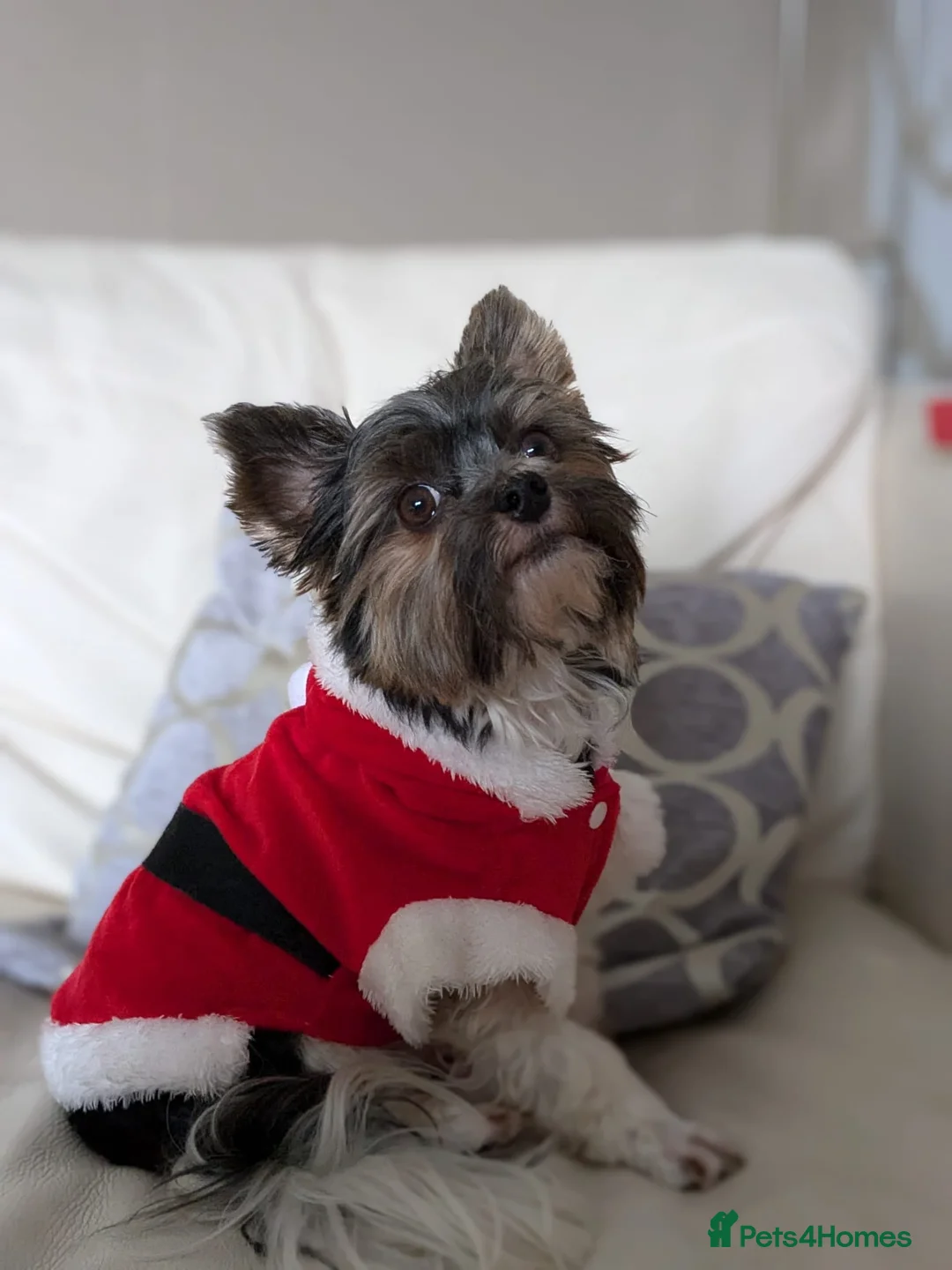 Biewer Terrier dogs for stud: Purebred Pedigree Biewer Terrier Proven Stud in Merthyr Tydfil - Advert 31