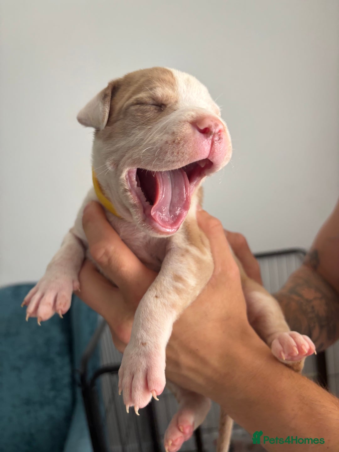 Mixed Breed dogs for sale: American Bulldog X Mastiff mix  - Image 33