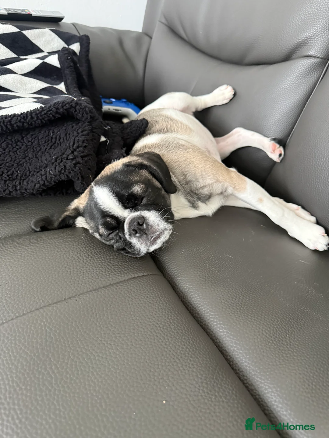 Mixed Breed dogs for sale: pugalier in Heanor - Advert 1