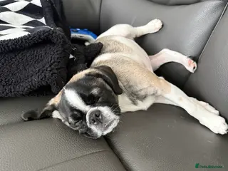 Mixed Breed dogs pugalier in Heanor - Advert 1