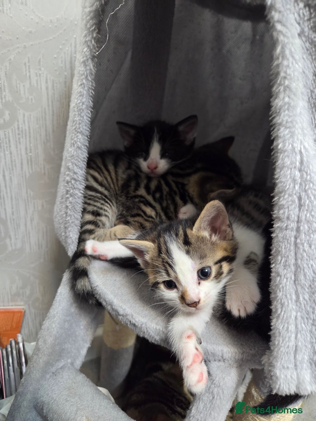 Mixed Breed cats for sale: Mixed breed kittens - Advert 4
