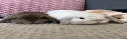 Mini Lop rabbits for sale: Beautiful Mini Lop Rabbits for sale - Advert 26