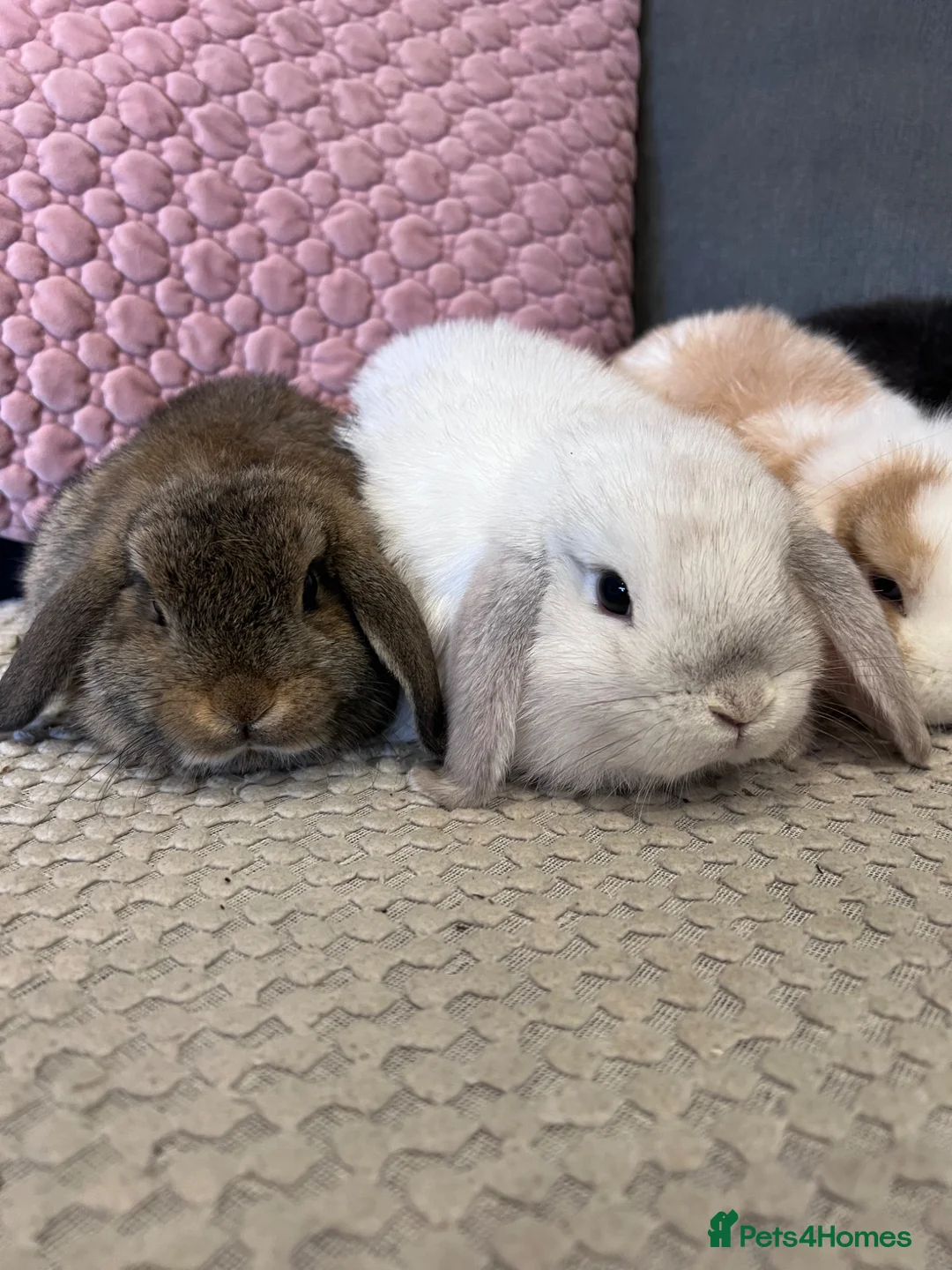 Mini Lop rabbits for sale: Beautiful Mini Lop Rabbits for sale - Advert 26