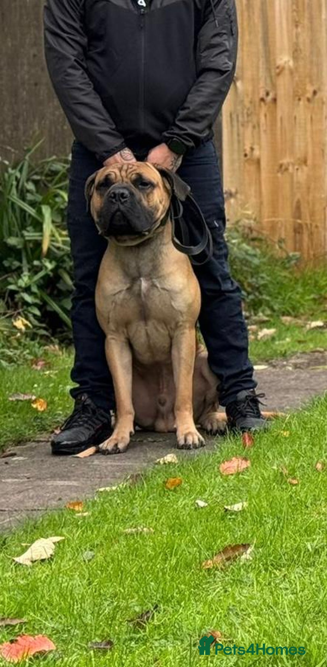 Cane Corso dogs for stud: STUD AVAILABLE  - Advert 3