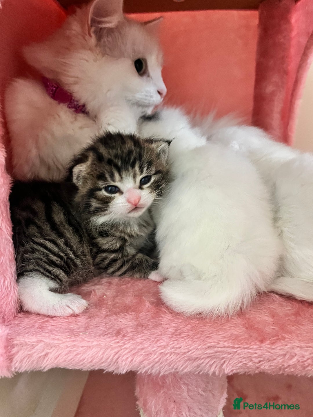 Siberian cats for sale: Three Fluffy Kittens - Advert 9