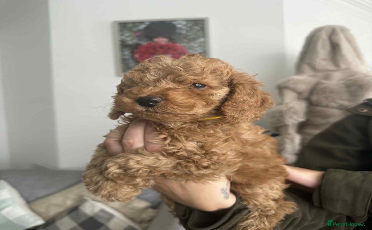 Cockapoo dogs - Advert 1