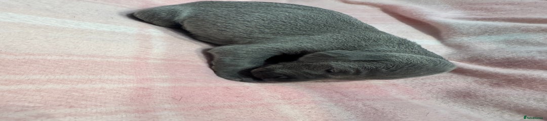 Weimaraner Puppy 8