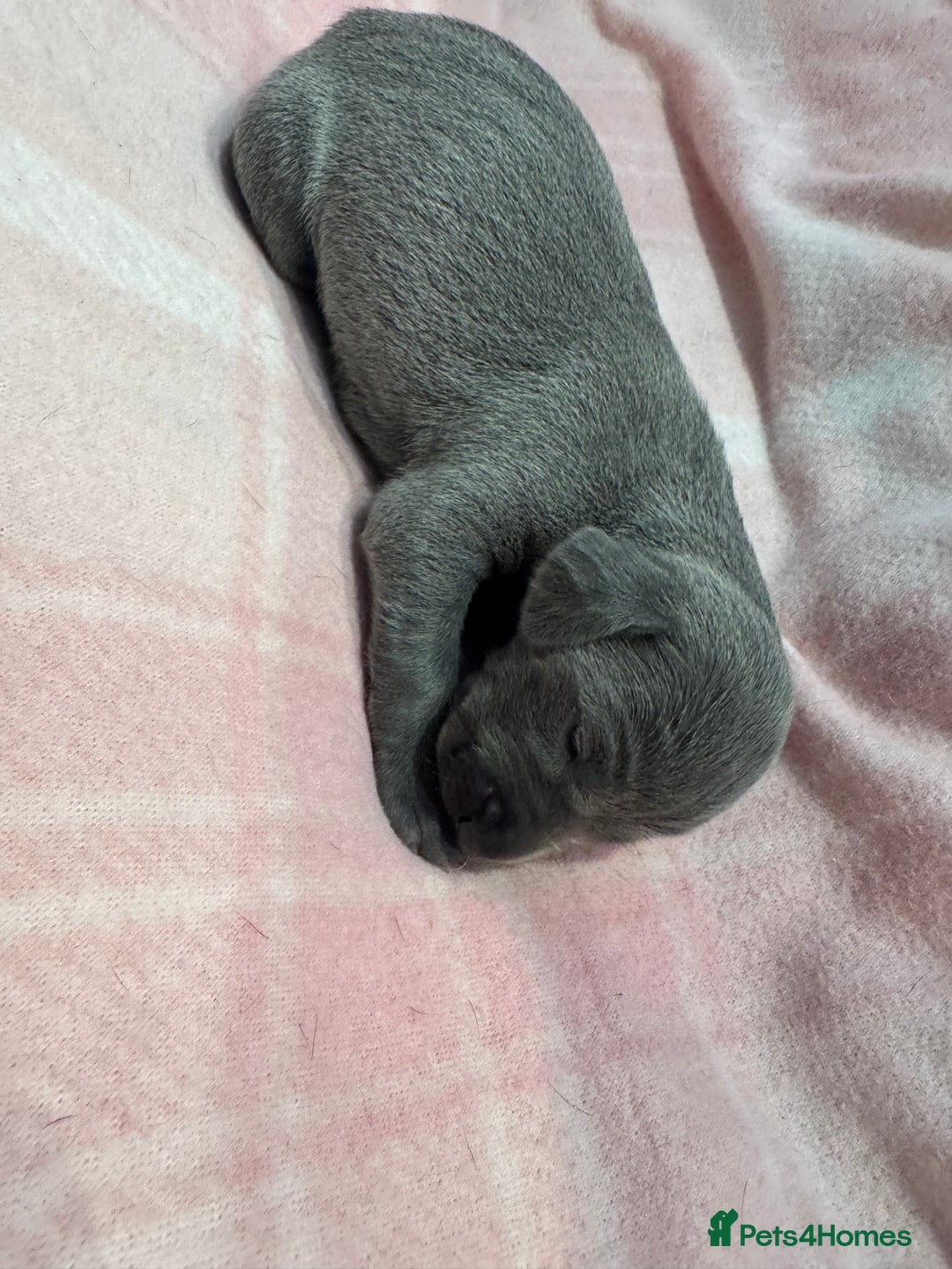 Weimaraner dogs for sale: 🐾 KC Registered Weimaraner Puppies 🐾 - Image 13
