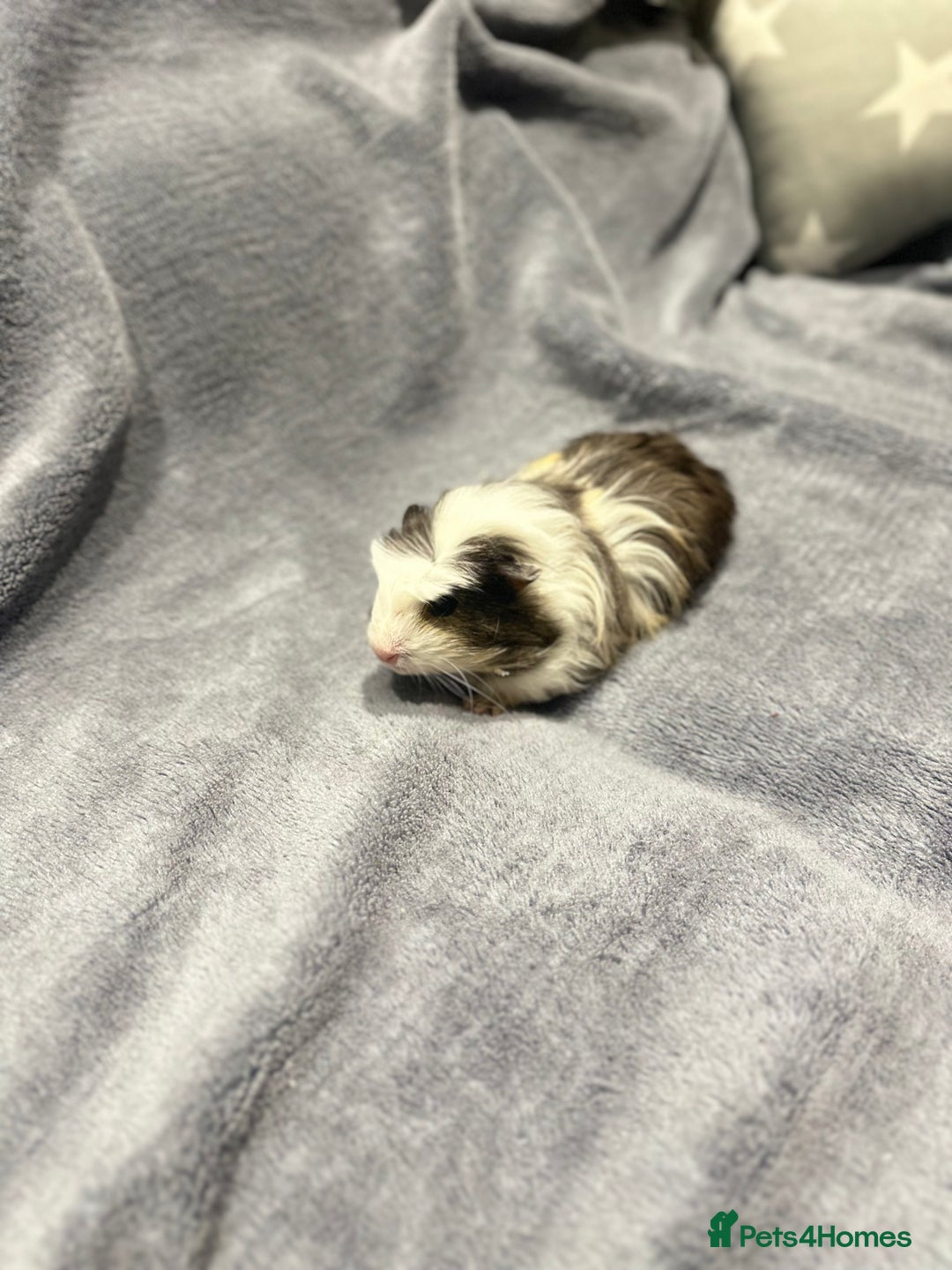 Guinea Pig rodents for sale:  Female Guinea pigs - Advert 2