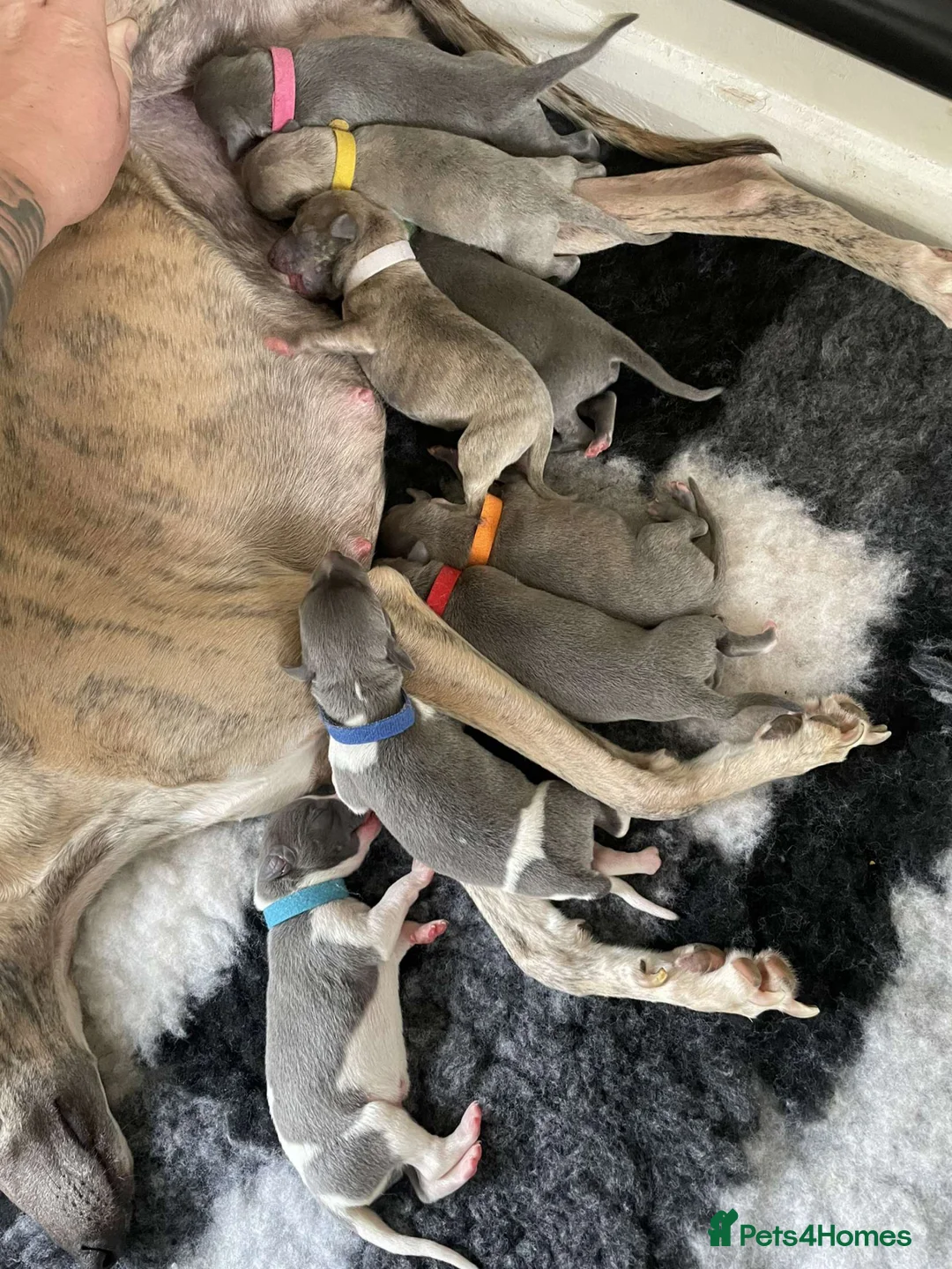 Whippet dogs for stud: Small 19",heart test clear,Full Blue Kc reg stud in Bishop Auckland - Advert 18