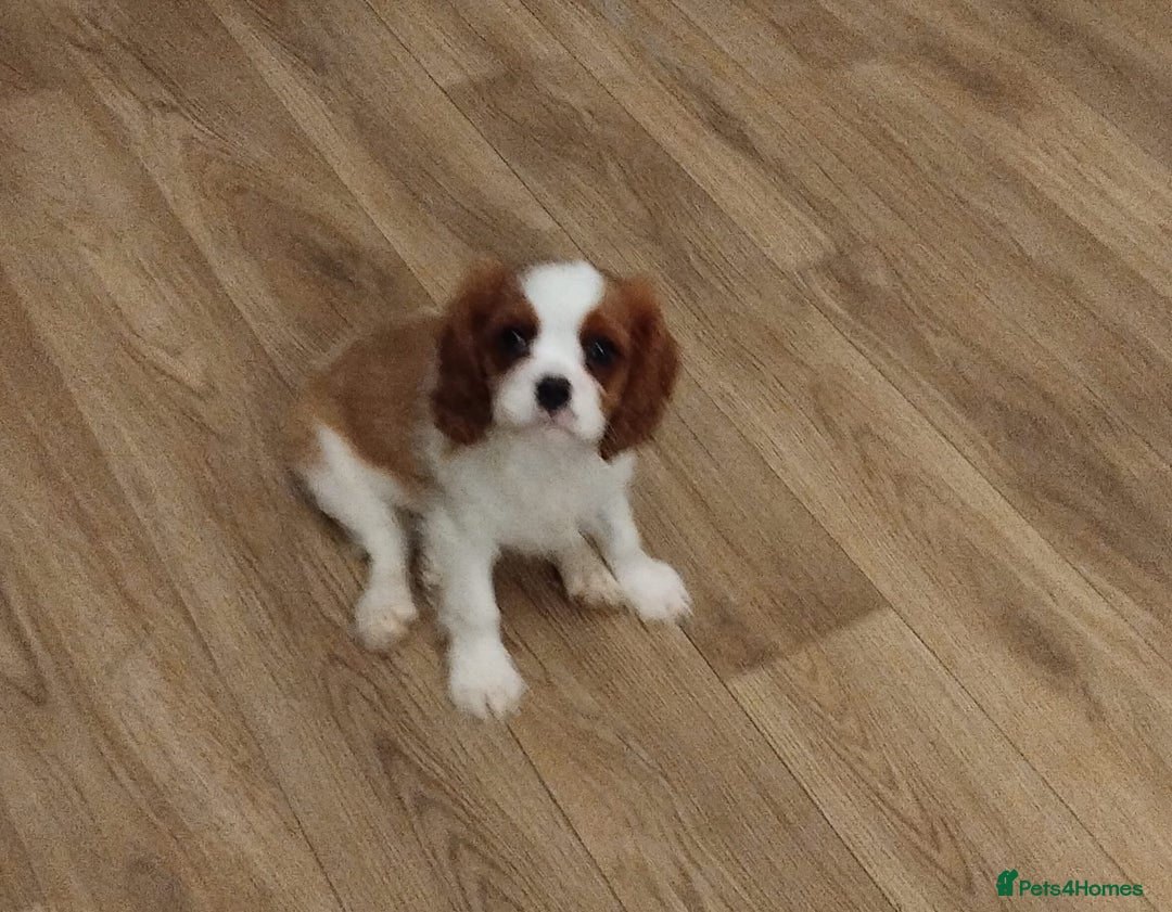 Cavalier King Charles Spaniel dogs for sale: 2beautiful king charles boys  - Image 9