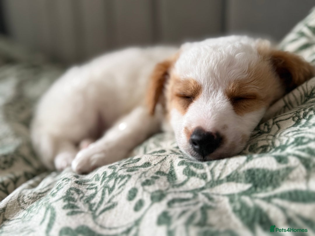 Jackapoo dogs for sale: Jackpoo pup for rehome  - Image 3