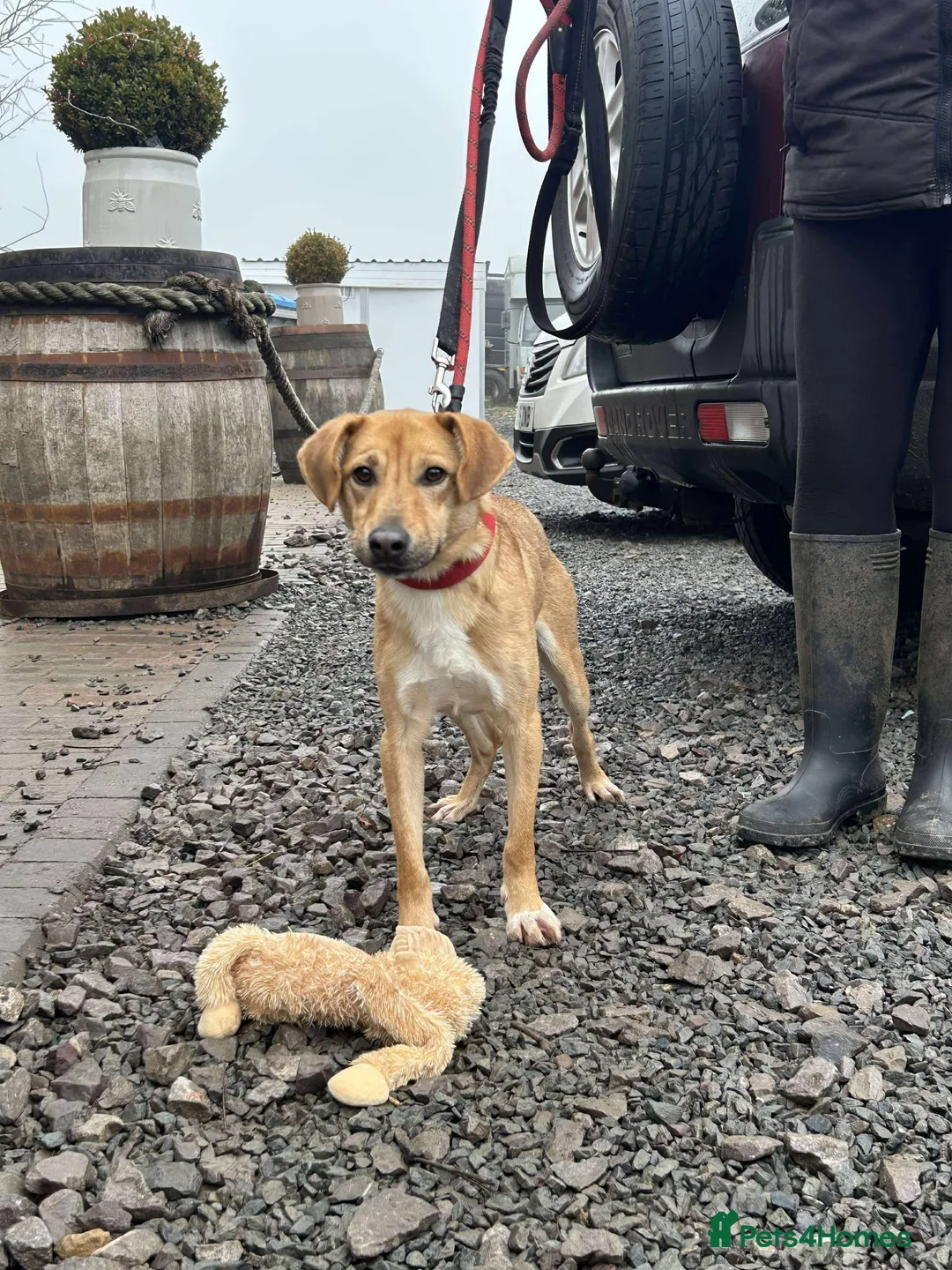 Mixed Breed dogs for adoption: OSCAR - Advert 5