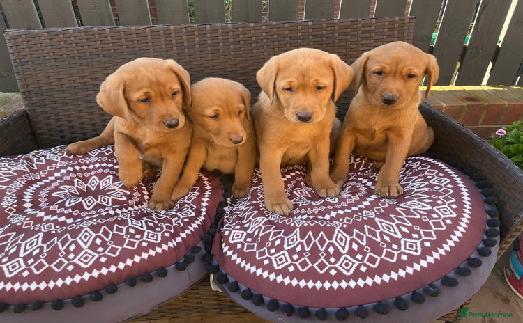 Labrador Retriever dogs - Advert 7