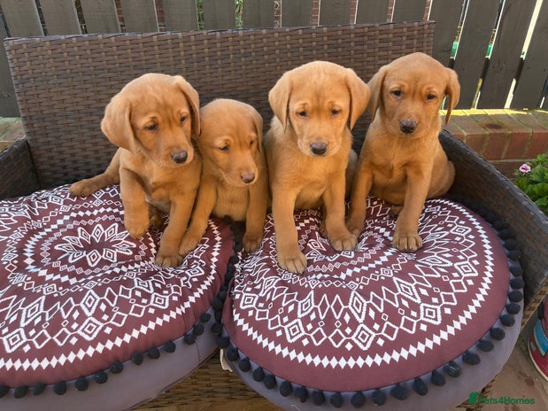 Labrador Retriever dogs - Advert 8