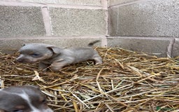 Jack Russell dogs for sale: Lilac & Tan Miniature Jack Russel  - Image 17