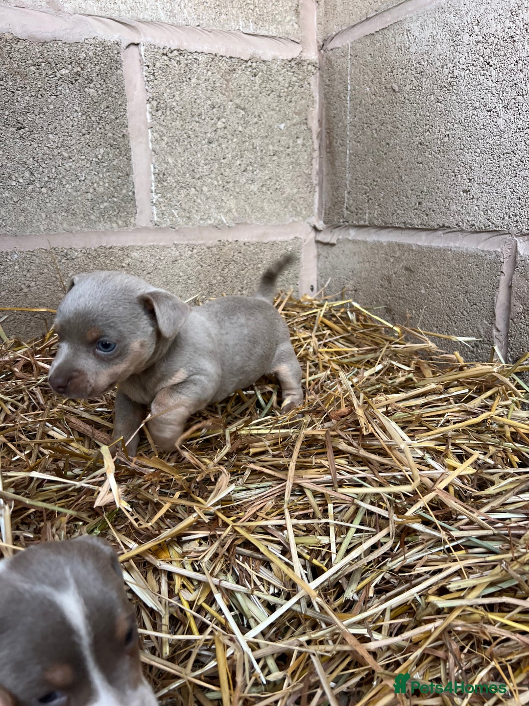 Jack Russell dogs for sale: Lilac & Tan Miniature Jack Russel  - Image 17