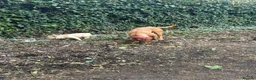 Dogue De Bordeaux dogs for sale: Beautiful 1 year old dog for rehome  - Advert 2