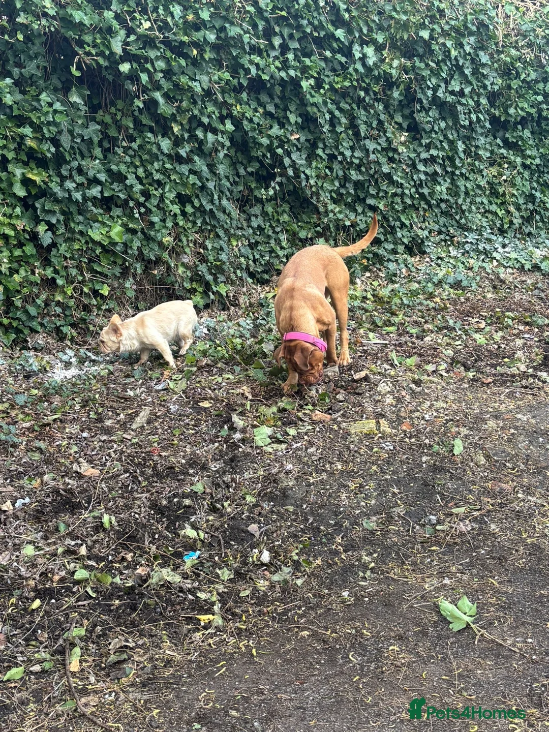 Dogue De Bordeaux dogs for sale: Beautiful 1 year old dog for rehome  - Advert 2