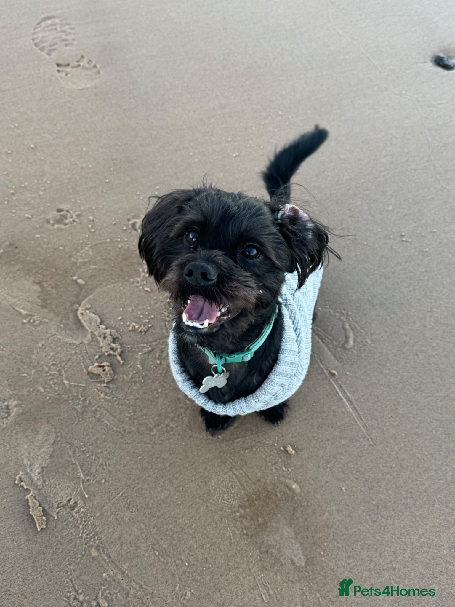 Shihpoo dogs MALE SHIHPOO NEED REHOMING - Advert 13