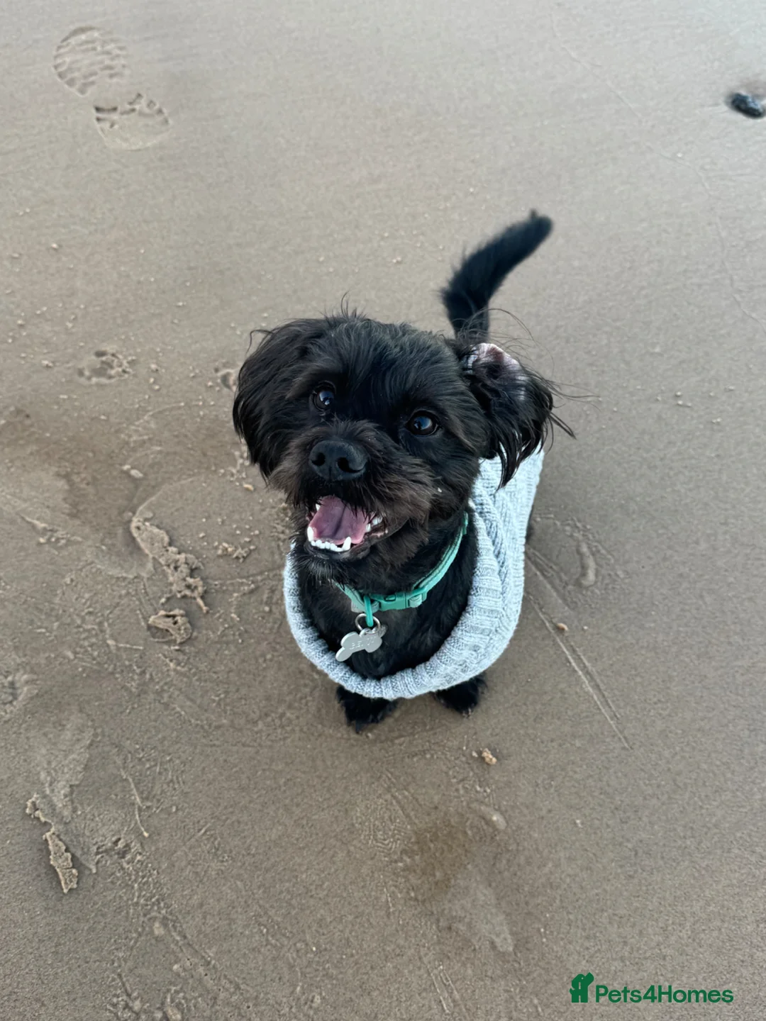 Shihpoo dogs for sale: MALE SHIHPOO NEED REHOMING - Advert 1