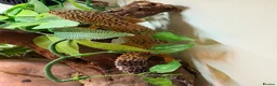 Leopard Gecko reptiles for sale: Female leopard gecko  - Advert 7