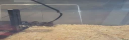 Quail poultry for sale: Button quail and coturnix quail  - Advert 7