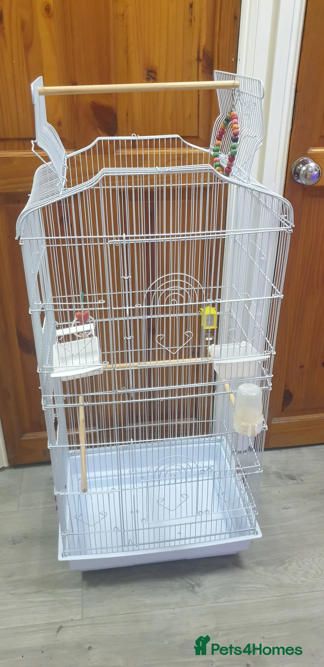 Lovebirds birds for sale: 2 baby lovebirds for sale - Advert 6