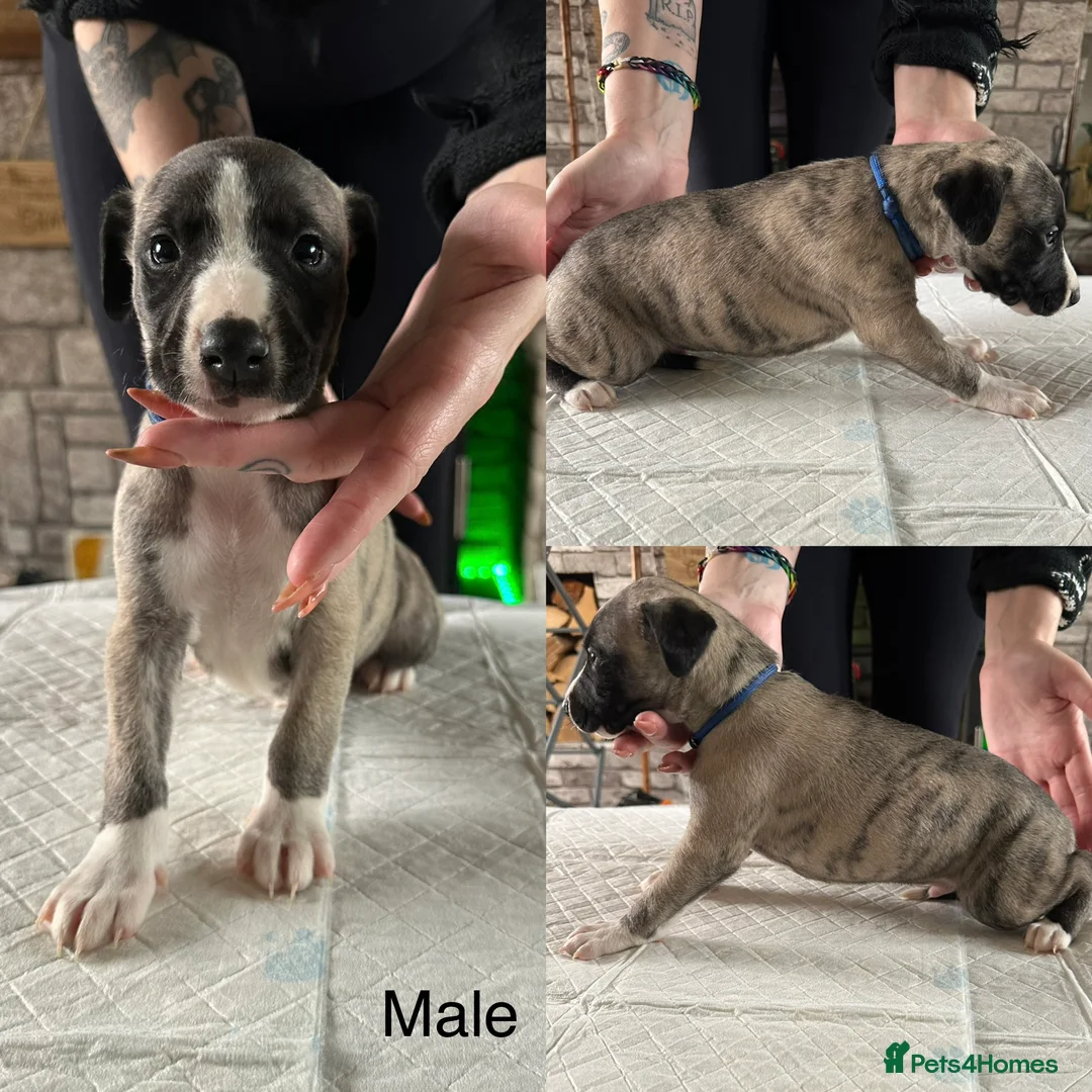 Whippet dogs for sale: Stunning kc reg whippet pups champion bloodlines in Sunderland - Advert 1
