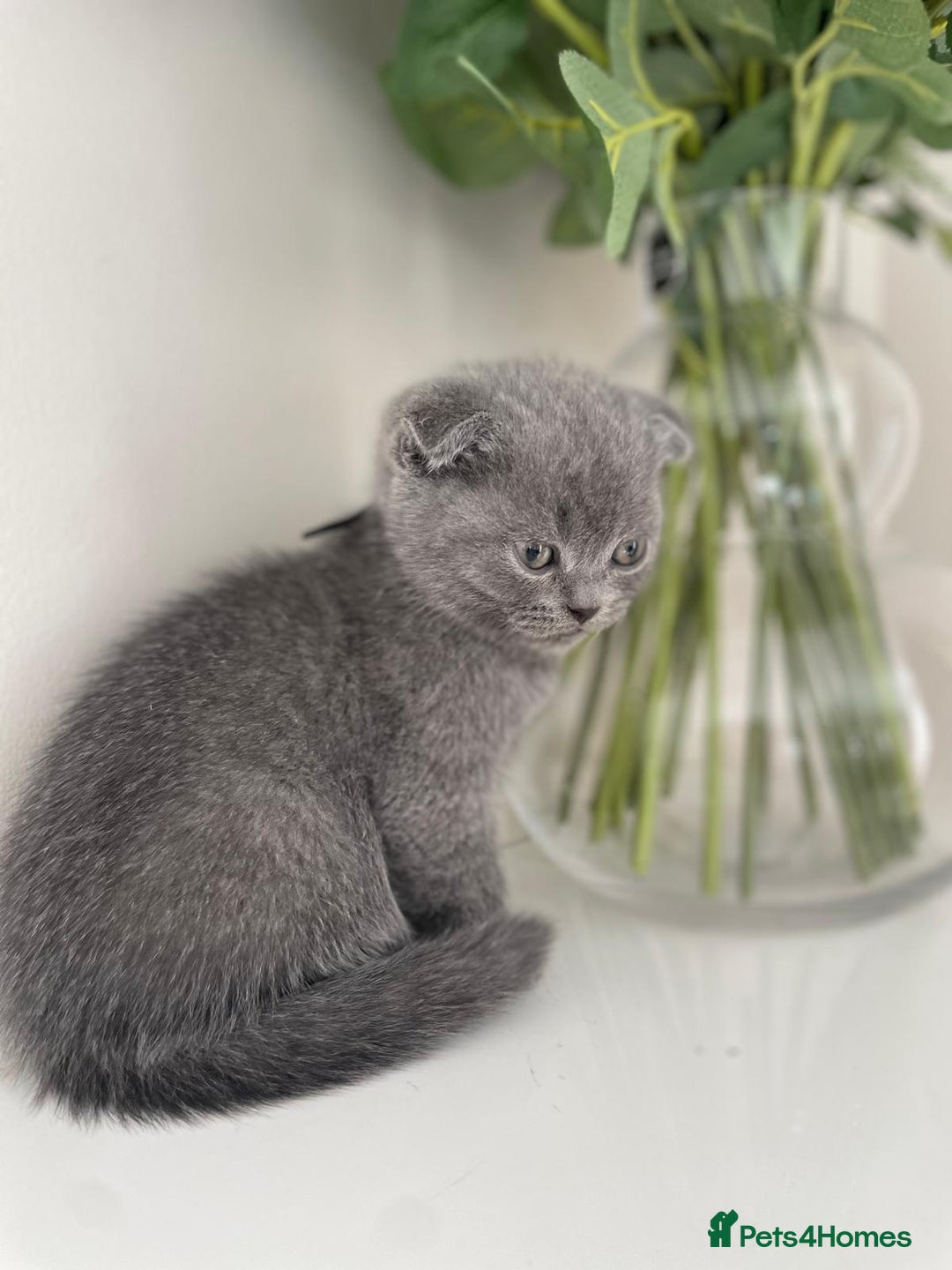 Scottish Fold cats for sale: Very Friendly Kittens, Pedigree Scottish Fold  - Advert 24