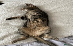 Domestic Shorthair cats for sale: Inseparable Duo need loving home - Image 2