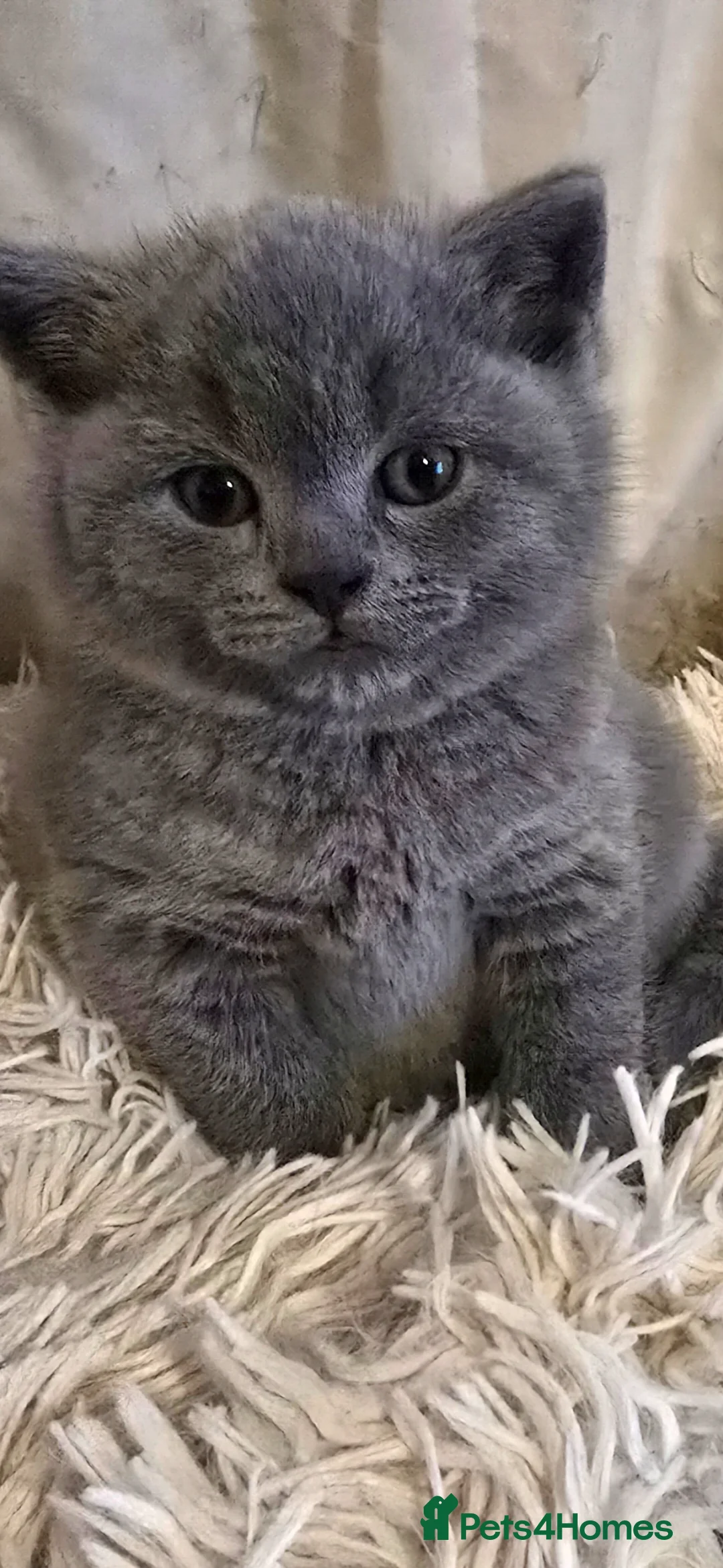 British Shorthair cats for sale: I have 2 beautiful kittens  - Advert 1