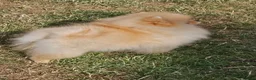Pomeranian dogs for sale: Pom puppies - Advert 5