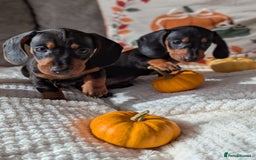 Miniature Dachshund dogs for sale: Miniature dachshund puppies  - Image 6
