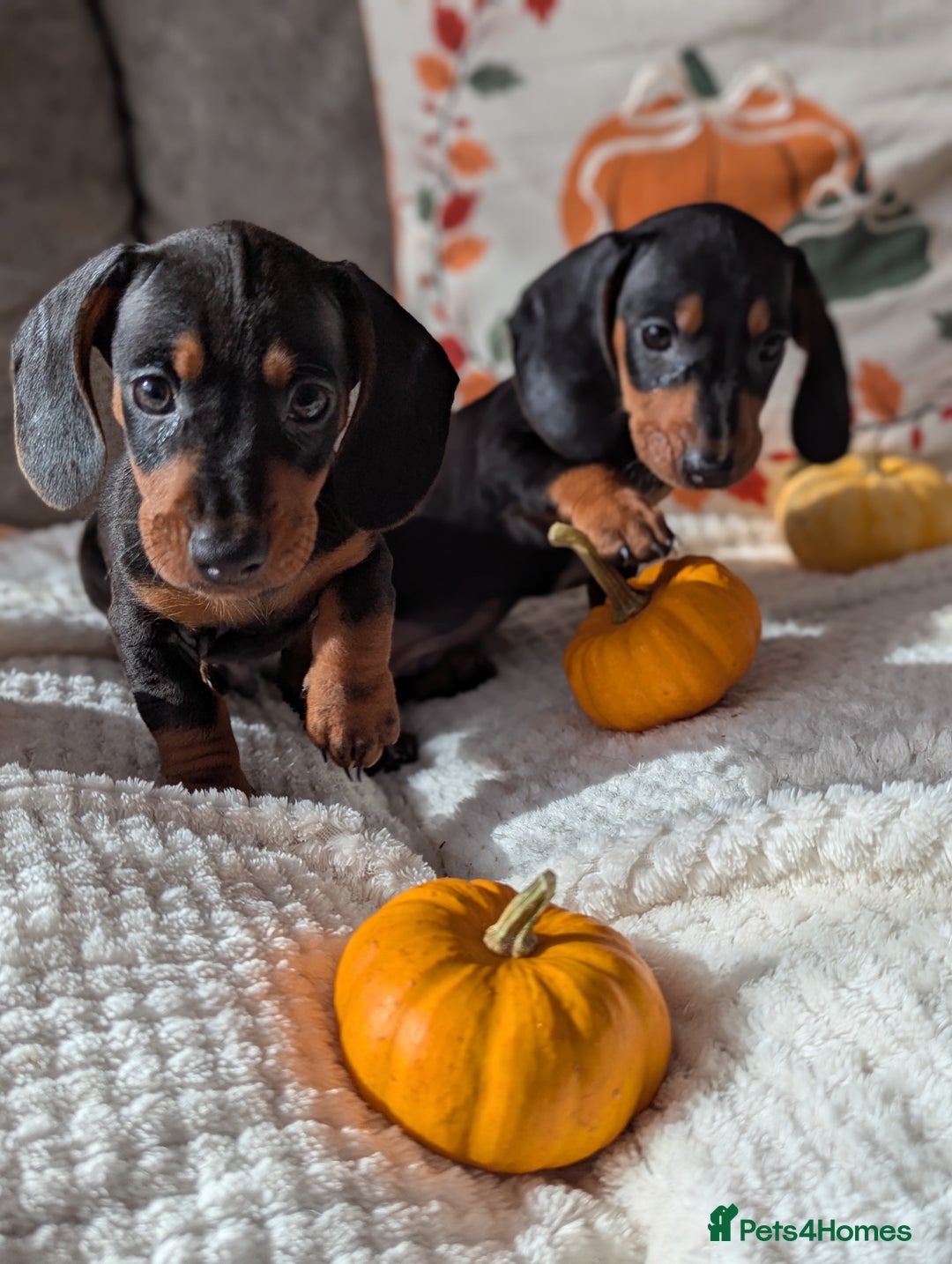 Miniature Dachshund dogs for sale: Miniature dachshund puppies  - Image 6