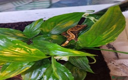 Gecko reptiles for sale: Beautiful female crested gecko - Image 2