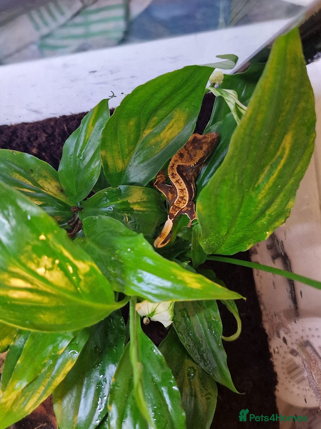 Gecko reptiles for sale: Beautiful female crested gecko - Image 2