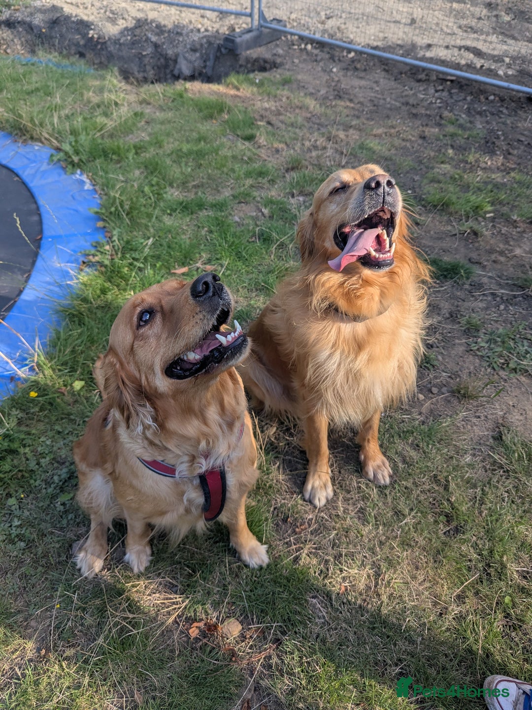 Golden Retriever dogs for sale: KC Registered Golden Retriever Puppies  - Image 4