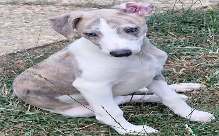 Whippet dogs - Advert 2