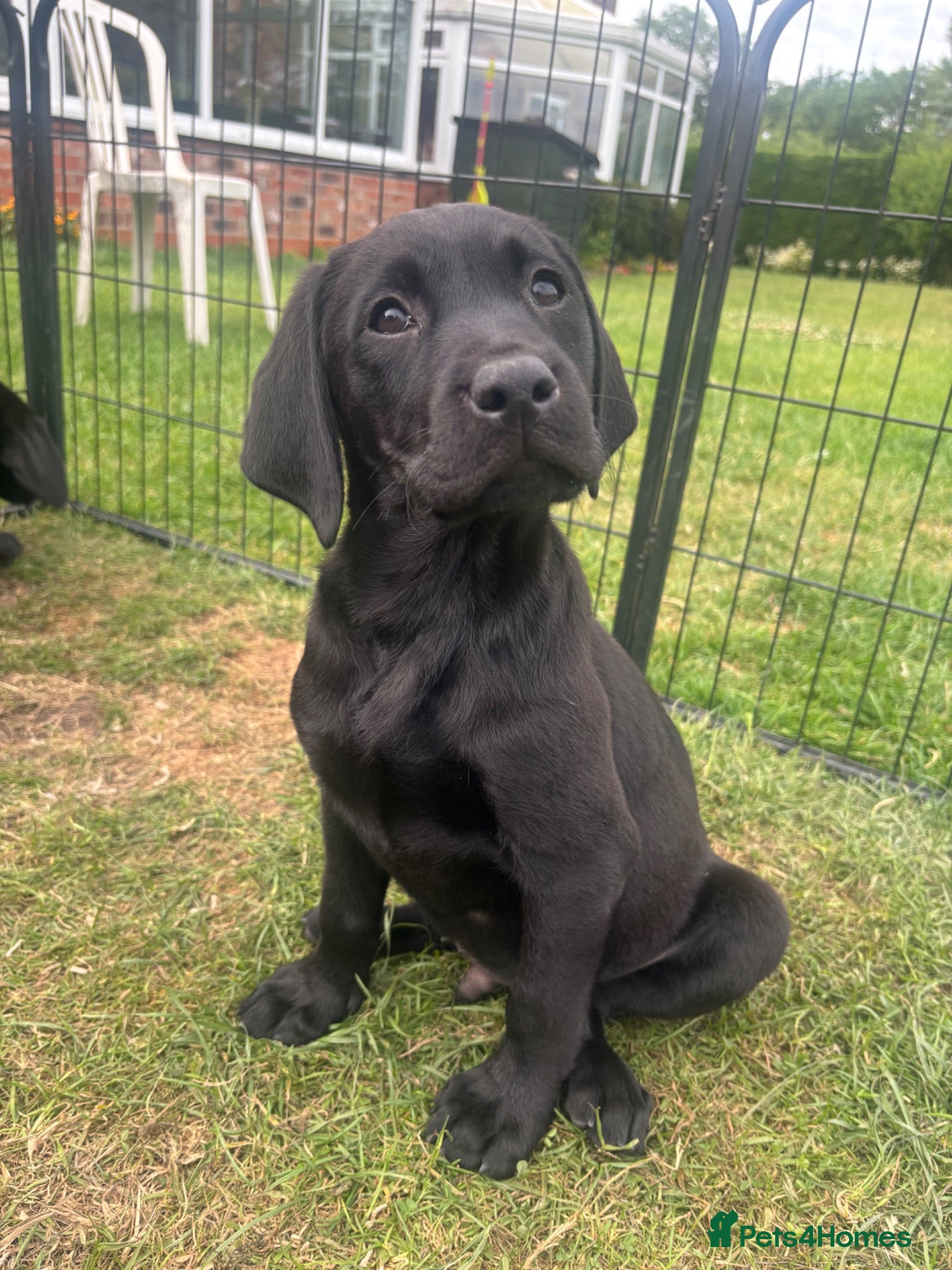 Labrador Retriever dogs KC Labrador Puppies - Advert 1