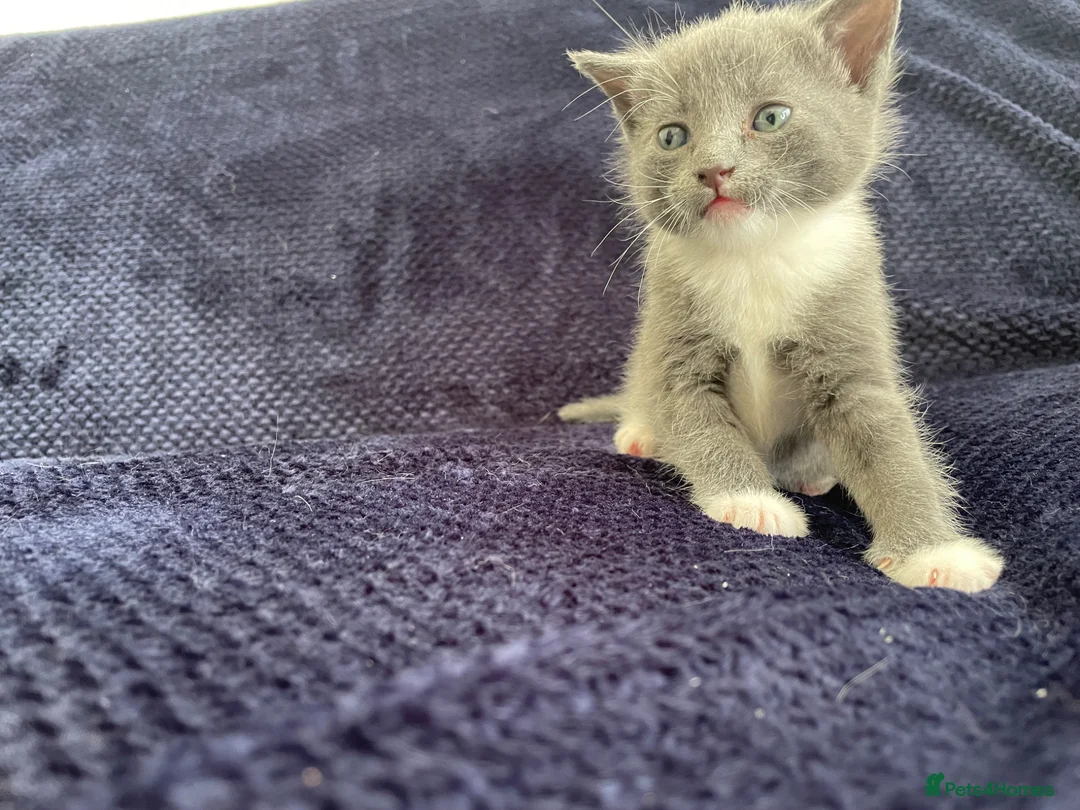 Mixed Breed cats for sale: Gorgeous grey, white and tabby kittens for sale - Advert 2