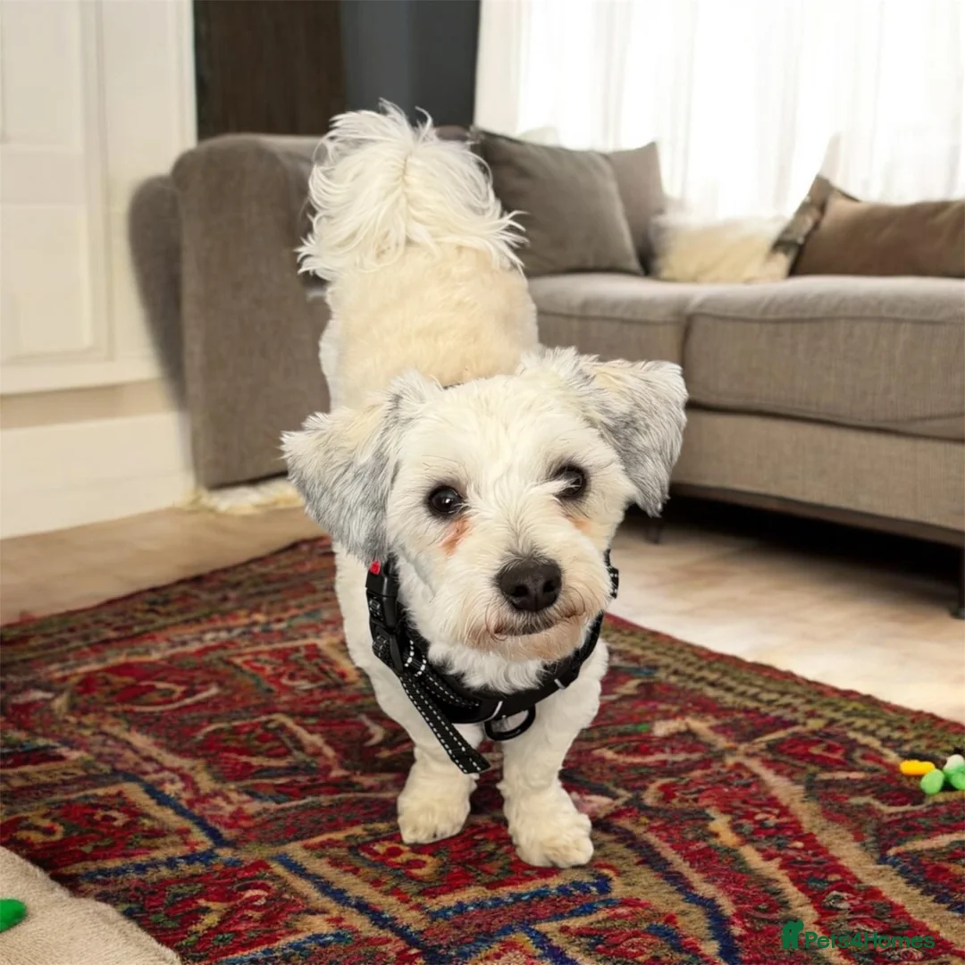 Bichon Frise dogs for sale: Beautiful bichon for sale in Thames Ditton - Advert 2