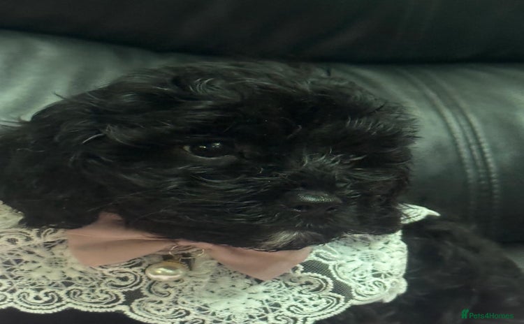 Cavapoo dogs Extensively health tested F1 cavapoo babies  - Advert 2