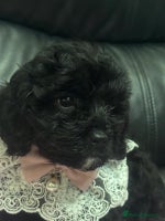 Cavapoo dogs Extensively health tested F1 cavapoo babies - Advert 4